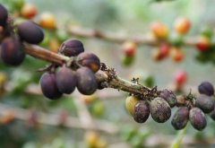 Kaffeepflanze mit Kaffeerost (Roya)