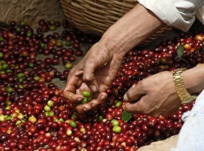 Zustzlich zum Kaffee sollten die Familien Gemse anbauen