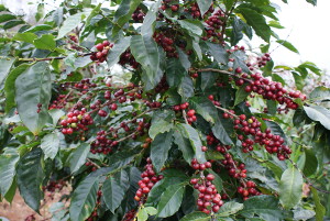 Kaffeepflanze am Kilambé bei Wiwili