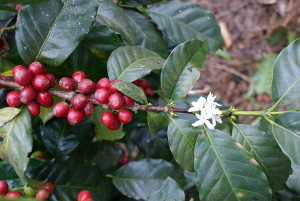 Reife Kaffeekirschen und Blüte am Strauch Reife Kaffeekirschen und Blüte am Strauch