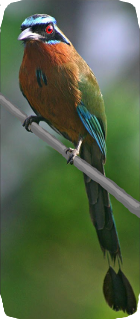 Nicaraguas Nationalvogel Guardabarranco