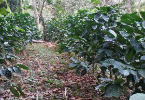 Gesunde Biopflanzen bei Kooperative Tierra Nueva
