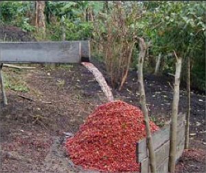 Die abgeschälten Kaffeekirschen sollen möglichst vollständig vom Wasser getrennt werden
