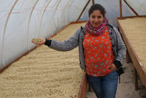 Trocknung des café pergamino im Solartrockner Trocknung des café pergamino im Solartrockner