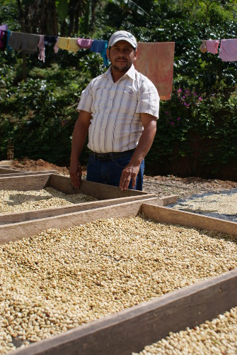 Angesichts des Klimawandels wird es immer schwieriger, den Kaffee in der Sonne zu trocknen