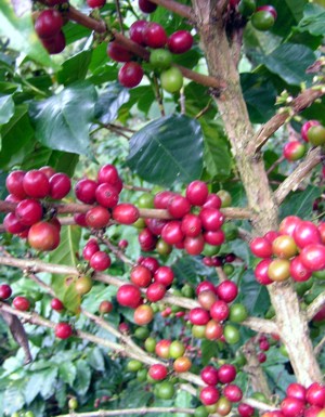 Kaffeestrauch